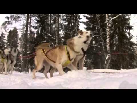 Видео: ДК - Непутевые заметки - Лапландия 13.03.2010