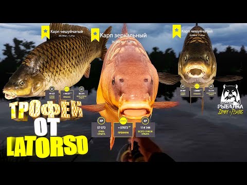 Видео: Русская рыбалка 4. 🎣 оз. Янтарное 🐳🐳🐳💦 ТРОФЕИ от LATORSO 👀