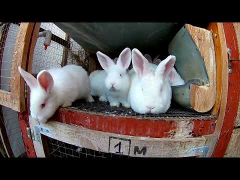Видео: Как заработать на кроликах / Большие перемены