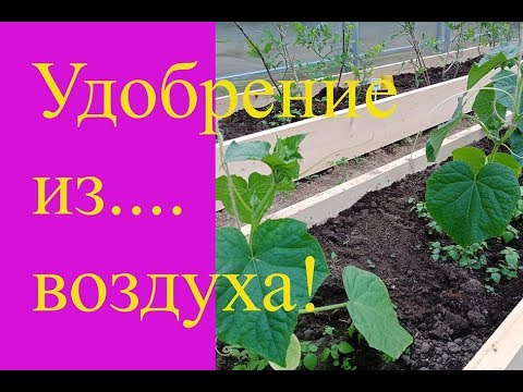 Видео: Лучшая подкормка для огурцов