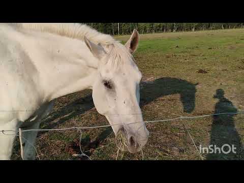Видео: Сенокос , ферма в Альберте Канада
