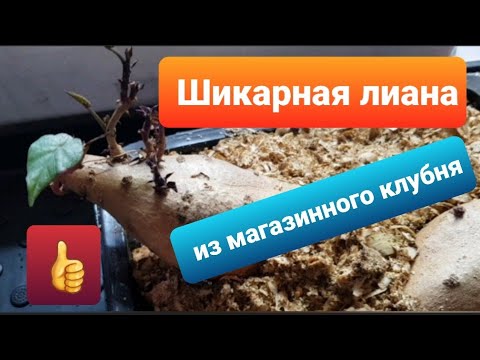 Видео: Как вырастить ипомею батат из магазинного клубня/Красивая лиана для сада/Черенкование ипомеи батат