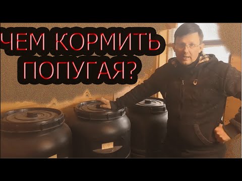 Видео: Чем кормить попугая.Разведение волнистых попугаев.Зерновой корм.