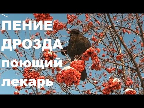 Видео: ПЕНИЕ ЧЁРНОГО ДРОЗДА УСПОКАИВАЕТ НЕРВНУЮ СИСТЕМУ И РАДУЕТ ДУШУ.ПЕНИЕ ЭТО ВЫСОКАЧАСТОТНАЯ ЭНЕРГИЯ!