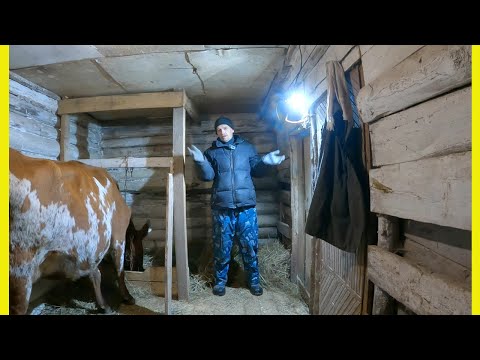 Видео: ПОКУПКА КОРОВЫ // Неожиданный поворот нашей деревенской жизни!