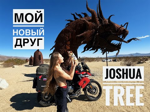 Видео: Моё первое путешествие с собакой, Joshua Tree National Park, California