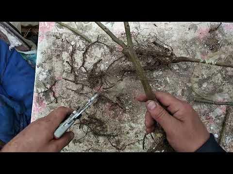 Видео: Прививка Ореха весной