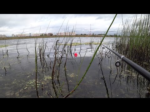 Видео: ЩУКА В ТРАВЕ НА ПОПЛАВОК! ОСЕННЯЯ РЫБАЛКА С ЖИВЦОМ НА ВОДОЁМЕ В ШАГЕ ОТ ДОМА! УДОЧКА/СПИННИНГ/ФИДЕР!