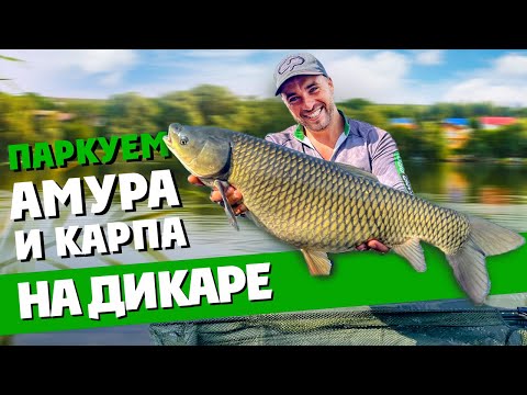 Видео: Ловля КАРПА и БЕЛОГО АМУРА на ДИКАРЕ! КАРПФИШИНГ на диком водоеме или РЫБАЛКА в завоз...