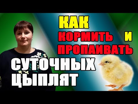 Видео: Как  правильно кормить и пропаивать суточных цыплят.