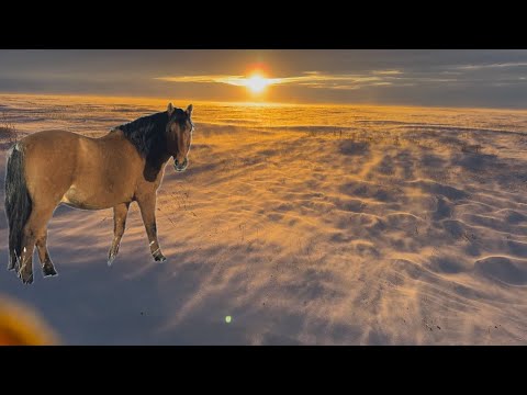 Видео: Қысқы көрініс   #жылқы #ақмола  #ауылдағыөмір #ауылым #лошади #айғыр #мұғалжар #кхақжол