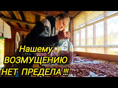 Видео: КУПИЛИ ДОМ В ДЕРЕВНЕ | КАПЕЕЕЦ ВОТ ЭТО ЛЮДИ | Дом в деревне | Деревенские будни 