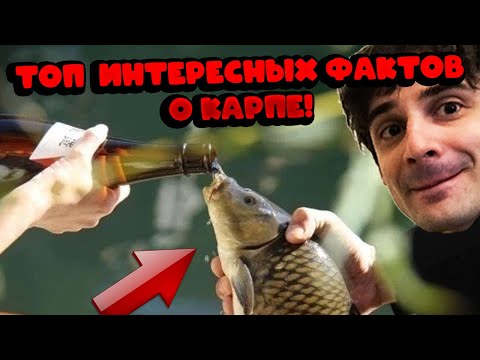 Видео: ТОП ИНТЕРЕСНЫХ ФАКТОВ О КАРПЕ! ВСЕ ЧТО НУЖНО ЗНАТЬ ПРО КАРПА!