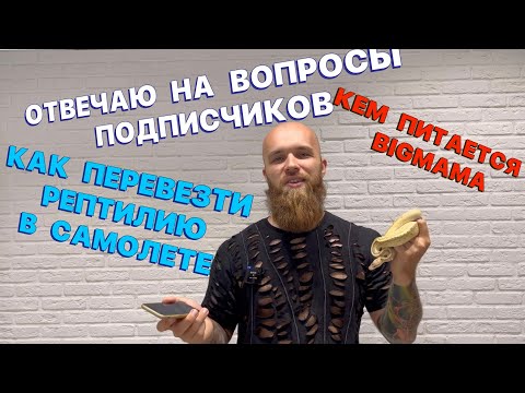 Видео: КЕМ ПИТАЕТСЯ BIGMAMA/ПЕРЕВОЗКА ЗМЕИ В САМОЛЕТЕ/ОТВЕЧАЮ НА ВОПРОСЫ ПОДПИСЧИКОВ