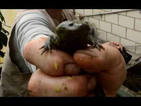 Видео: Испанские тритоны, конец зимовки.