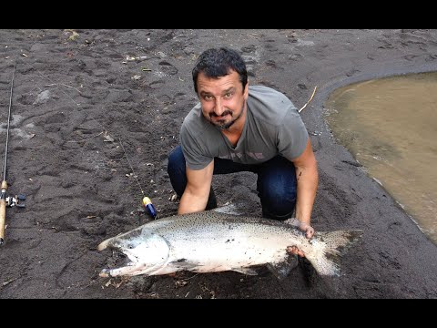 Видео: ДИКИЙ ИЛИ ИНКУБАТОРСКИЙ ЛОСОСЬ В США.  РАЗЪЯСНЕНИЯ К ПЕРВОМУ ВИДЕО.