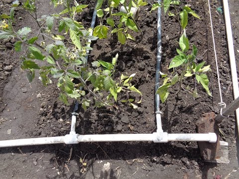 Видео: О КАПЕЛЬНОМ ПОЛИВЕ БЕЗ БОЧЕК. Ольга Чернова.