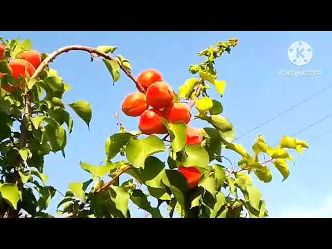 Видео: Койдун жүнүндө жерге керектүү азыктар көп экен