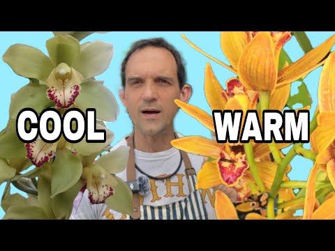 Видео: Уход за цимбидиумом: советы по цветению в прохладных и теплых условиях