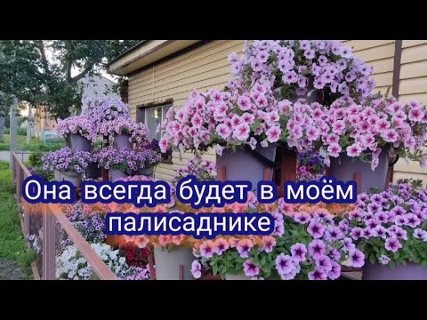 Видео: Готовлюсь к новому сезону. Первая на очереди- петуния