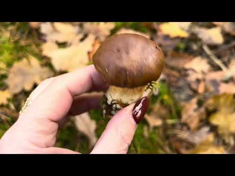 Видео: В лес с Аллой. Выкинула негативные предметы 