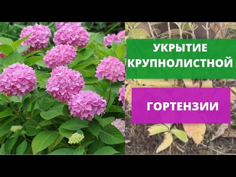 Видео: Укрытие крупнолистной гортензии
