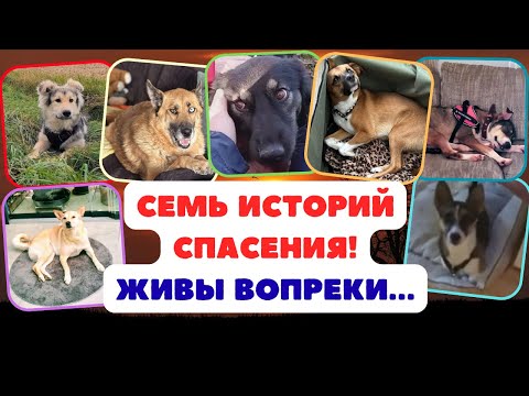 Видео: Семь счастливых семей стали обладателями…