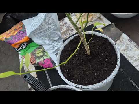 Видео: Пересадили Апельсиновые деревья🍊