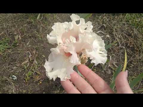 Видео: прогулка по ирисовому полю! Ставрополь 20 мая 2024 года! начинается красота