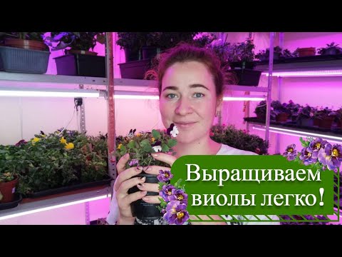 Видео: Выращиваем #съедобныецветы виолы легкий способ. Анютины глазки разных расцветок сортов #дляресторана