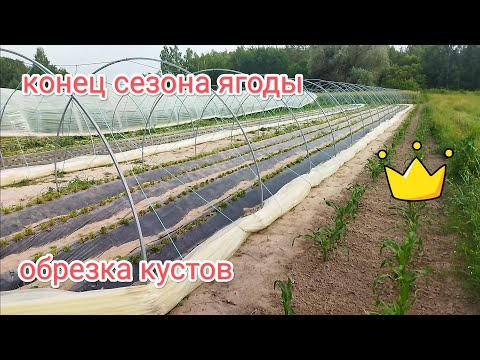 Видео: Обрезка кустов клубрики, конец сезона ягоды, обзор поля