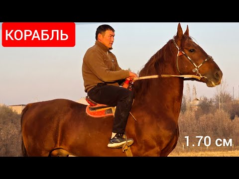 Видео: АТТЫН УДАРЫ  1.70 см  КОРАБЛЬ  ЁМАдан Сатууга Чыкты 