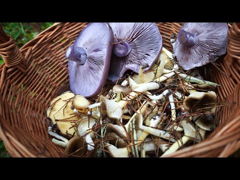 Видео: Грибы в ноябре: Маслята и Гигрофор  поздний когда все опустело. Вой лосей в сосновом лесу