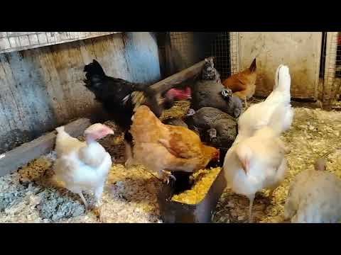 Видео: Домашняя ферма: продажи и доход. Новые покупки с WB. 