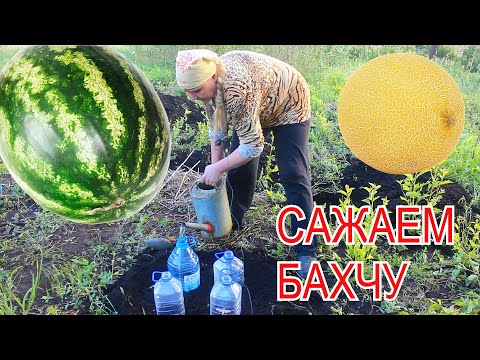 Видео: Арбузы и дыни в средней полосе: тонкости посадки и формирования.
