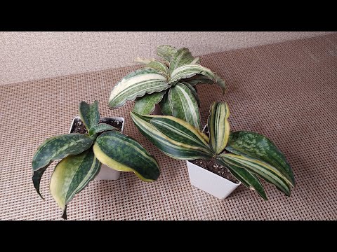 Видео: Сансевиерия Макрофилла во всей красе.