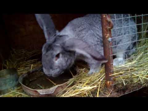 Видео: Чем кормить кролика что бы он набрал вес //Жизнь в деревне !!!