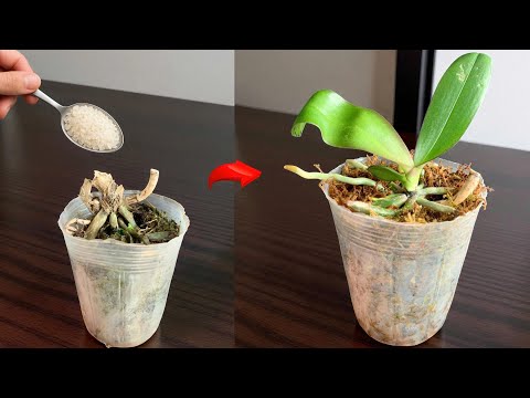 Видео: Всего 1 ложка! Даже умирающие орхидеи укореняются и дают ростки за ночь.