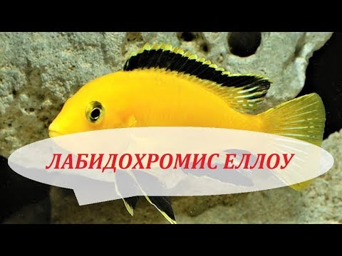 Видео: Лабидохромис Еллоу разведение, нерест, содержание, цихлиды Малави в аквариуме.