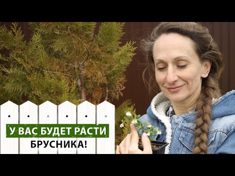 Видео: Брусника в саду. Выбираем саженцы и правильно готовим почву под посадку.