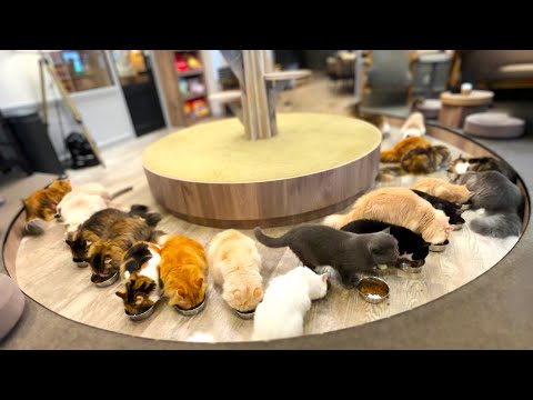 Видео: Кошачий рай. Я посетила самое чистое и уютное кафе для кошек в Японии🐈｜Cat Cafe Mocha Lounge