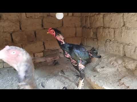 Видео: Парвоз акалар учун,тел 99-855-44-01