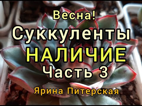 Видео: Весна! Суккуленты. Наличие. Часть 3