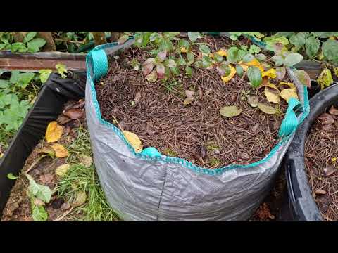 Видео: Путешествие по скучному осеннем саду голубики.