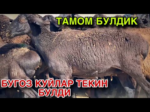 Видео: КУЙ НАРХЛАРИ ЕРГА КАЛЛА ТАШЛАДИ! НАРХЛАР ТУШИБ КЕТМОКДА! 