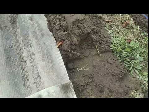 Видео: Виноградні тунелі