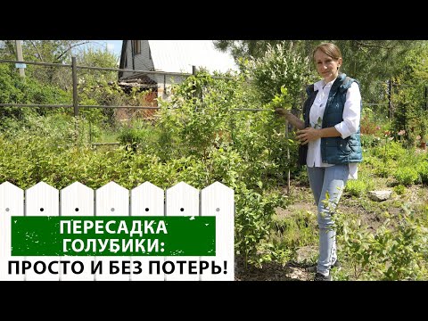 Видео: Как пересадить голубику и не остаться без ягод? Пошаговая инструкция