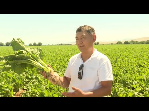 Видео: В Жетісу ждут богатого урожая сахарной свеклы