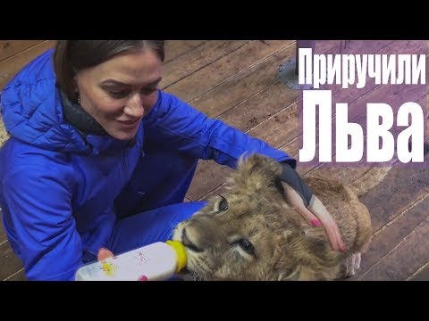 Видео: ПРИРУЧИЛИ ЛЬВА | НАШ ДОМАШНИЙ ЗООПАРК | Моя Семья | MIla Life