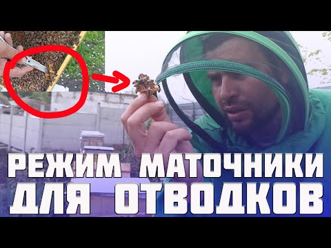 Видео: Отводки на роевой маточник. Как вырезать роевые маточники для отводков пчел на пасеке. Матководство.